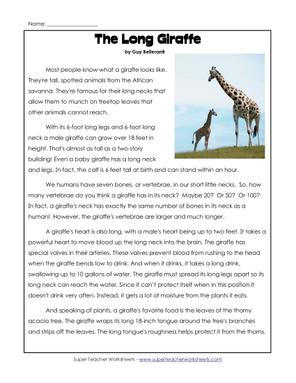 Giraffes