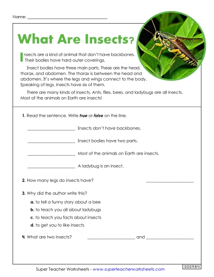 What Are Insects? (Short, Nonfiction)