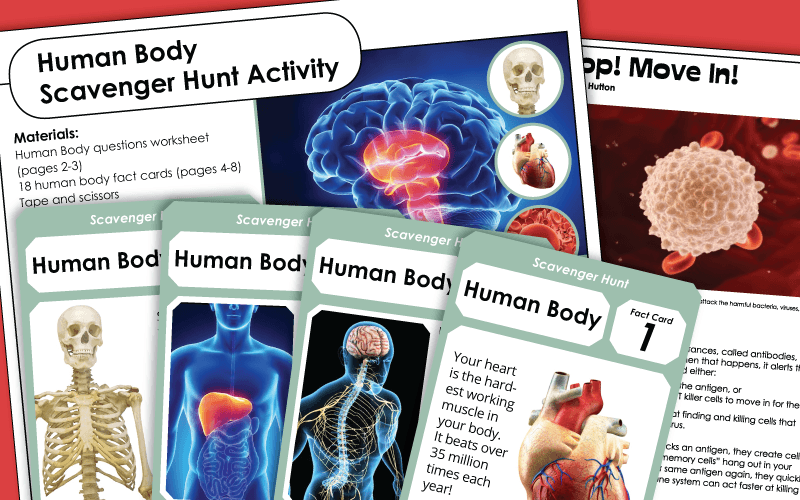Human Body Worksheets Human Body Worksheets